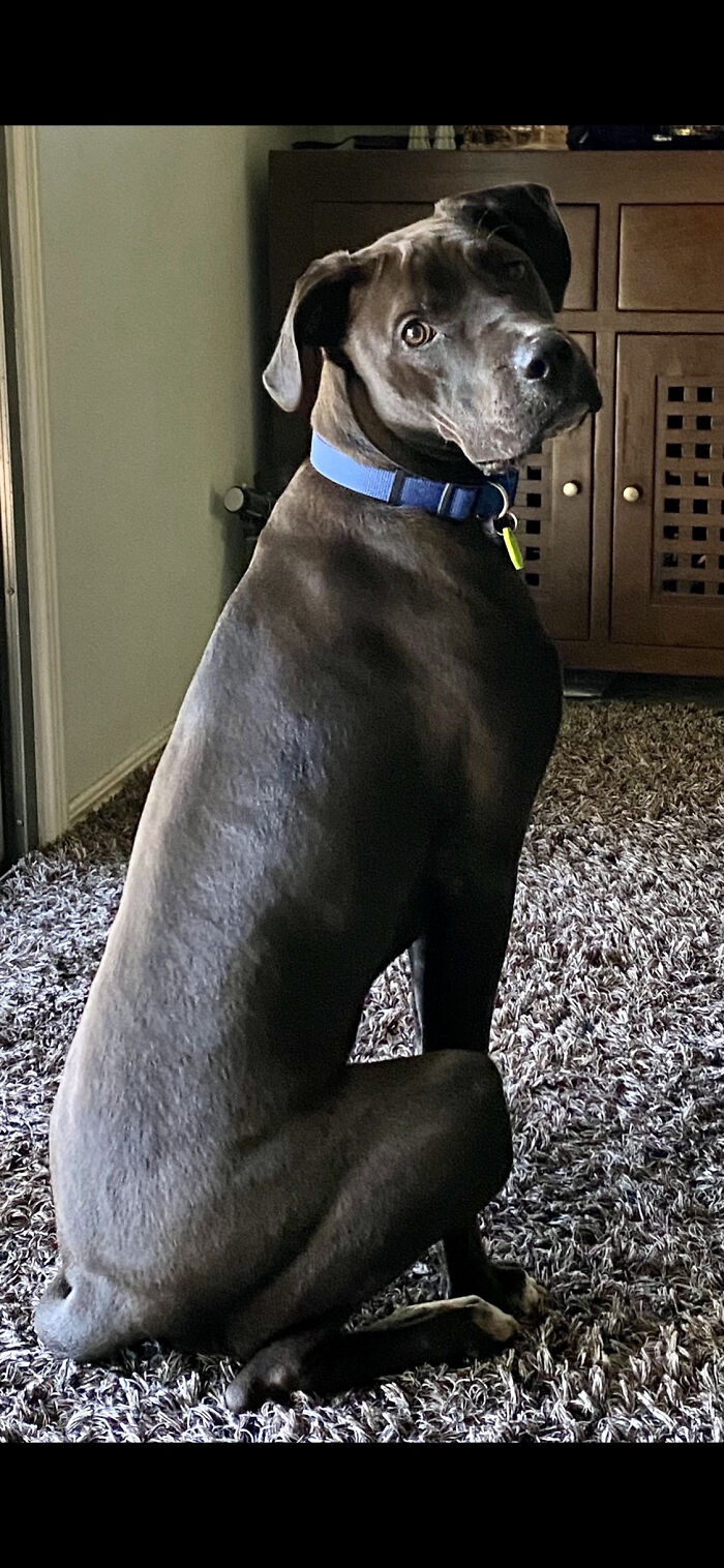 He’s Normally A Goof So I Guess This Is The Most Majestic Looking Photo I Have Of Him