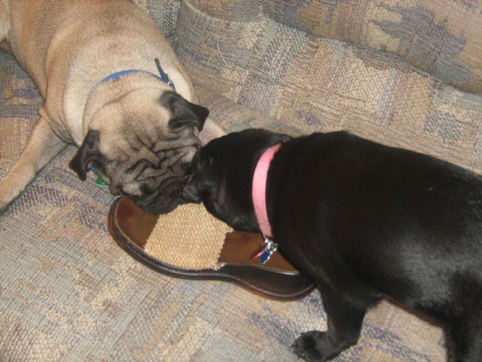 Man Never Wanted A Dog But Allowed His Wife And Kids To Have One As Long As They Took Care Of It, Gets Called A Jerk For Calling Out Their Neglect