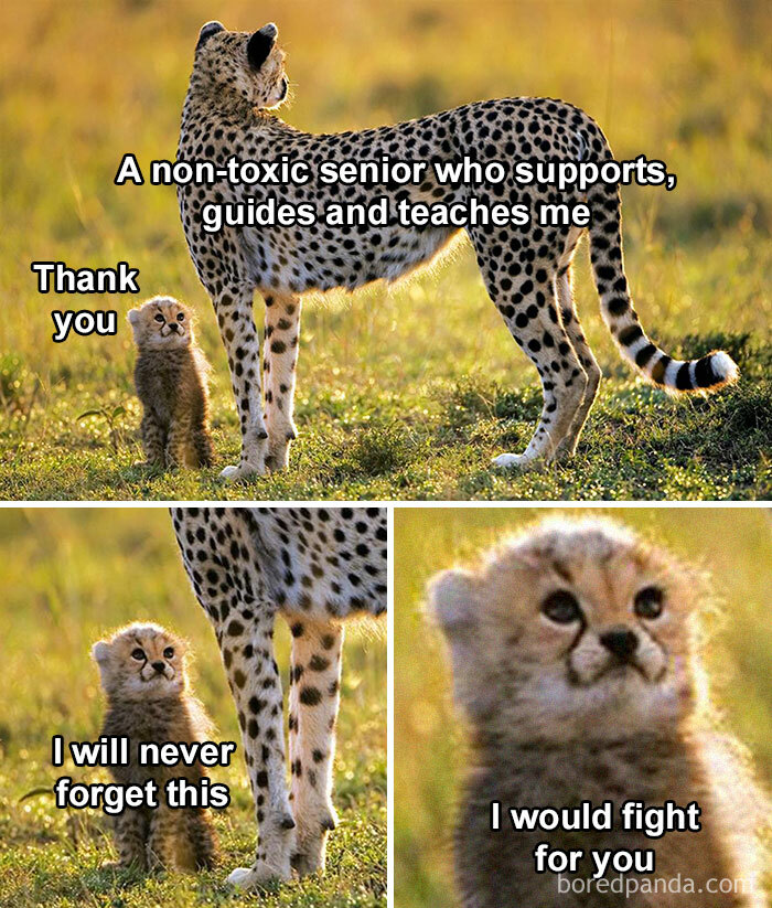 Cheetah with cub sharing a moment; humorous text reflecting mentorship, akin to Microsoft Excel memes.