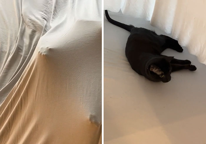 Fur Cactus Prevents Man From Making Bed