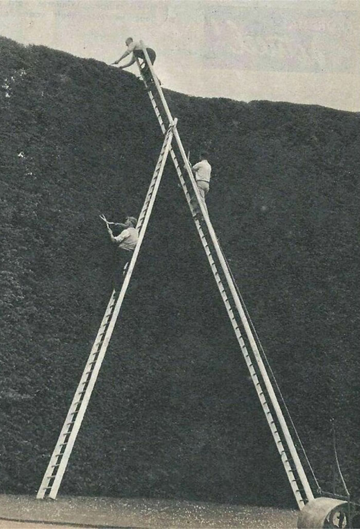 1962. Workmen Trim The 11-Meters High Yew Hedge, Encircling Oakley Hall In Cirencester, England. The Hedge Was Planted In 1720 By The First Earl Of Bathurst