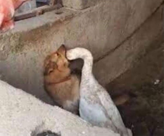 Memes-With-No-Context