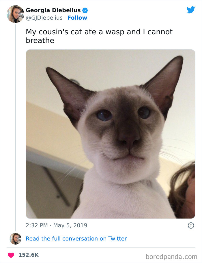 Funny-Cat-Tweets-Jokes