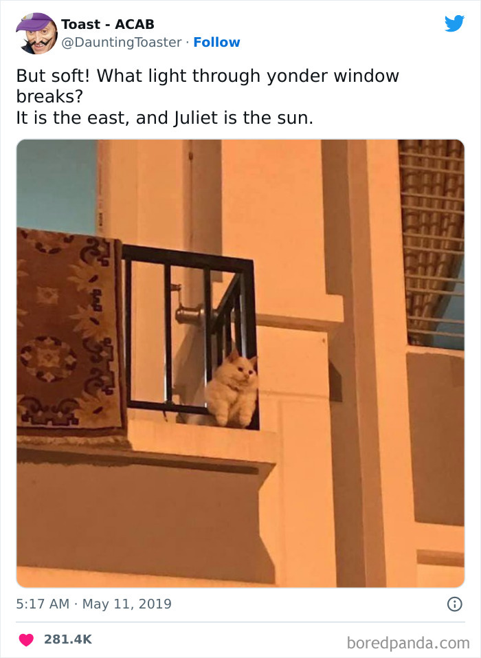 Funny-Cat-Tweets-Jokes