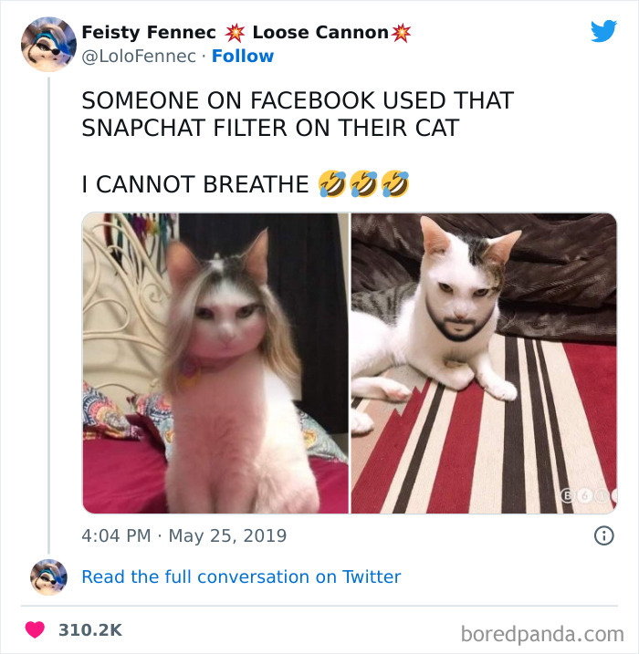 Funny-Cat-Tweets-Jokes