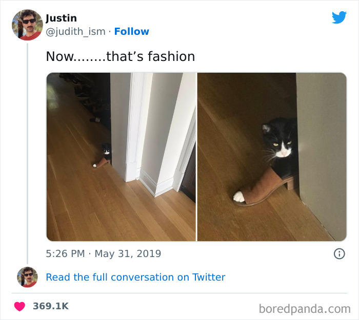 Funny-Cat-Tweets-Jokes