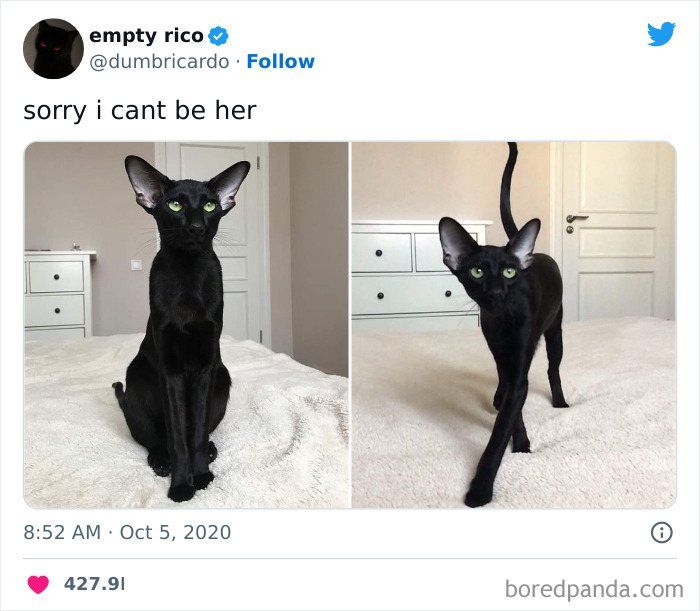 Funny-Cat-Tweets-Jokes