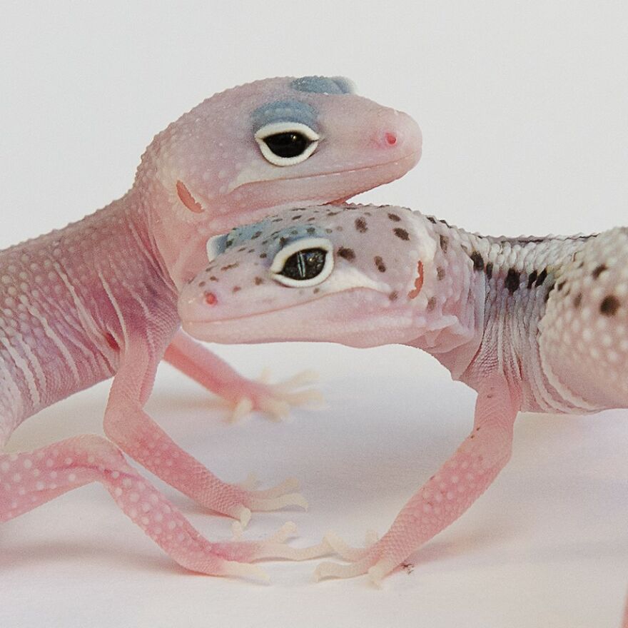 "How This Leopardgecko Breeder Is Using Science With Amazing Results!"