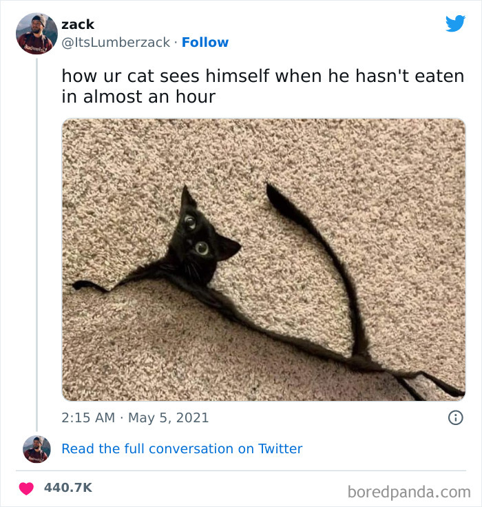 Funny-Cat-Tweets-Jokes