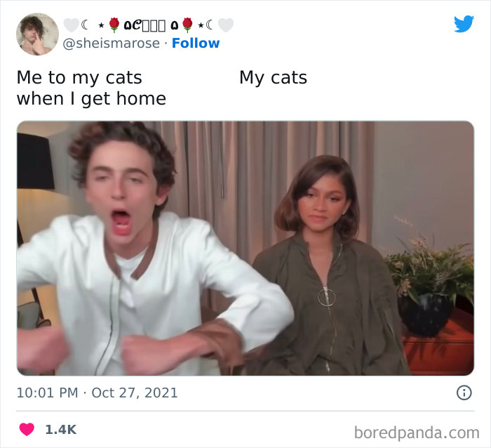 Funny-Cat-Tweets-Jokes