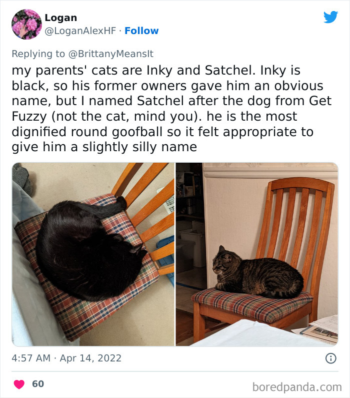 Funny-Cat-Names