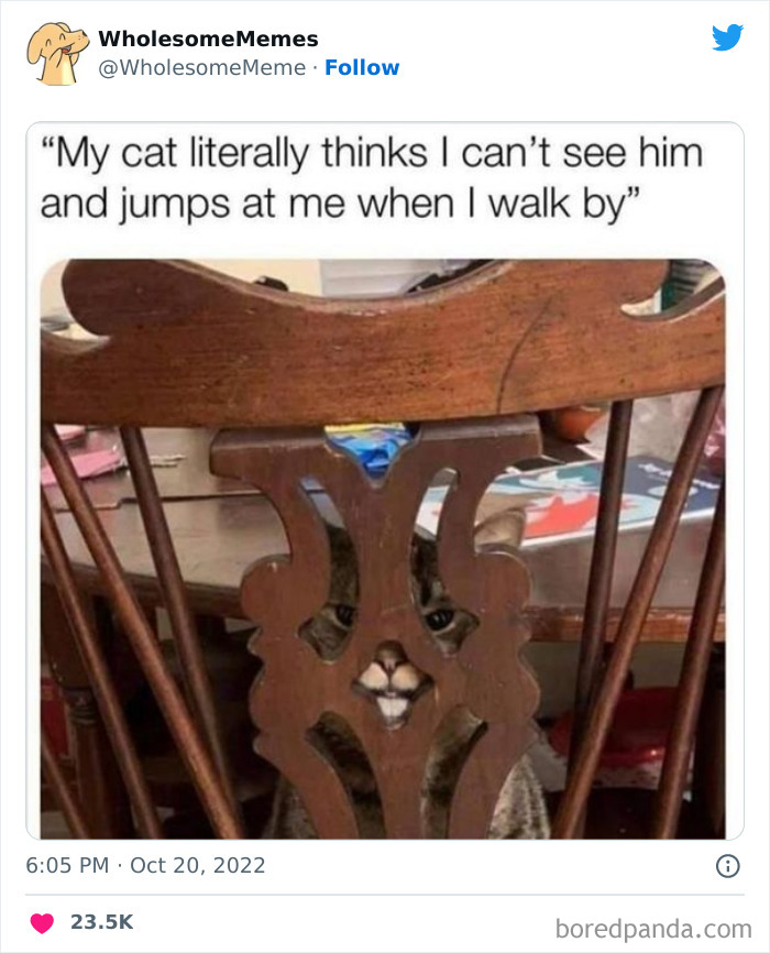 Funny-Cat-Tweets-Jokes