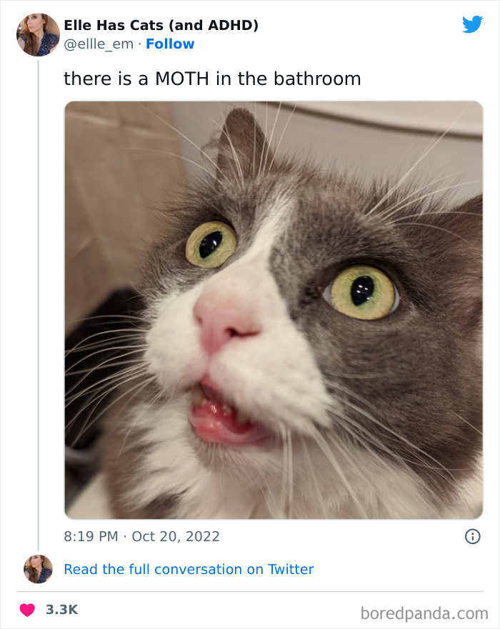 Funny-Cat-Tweets-Jokes