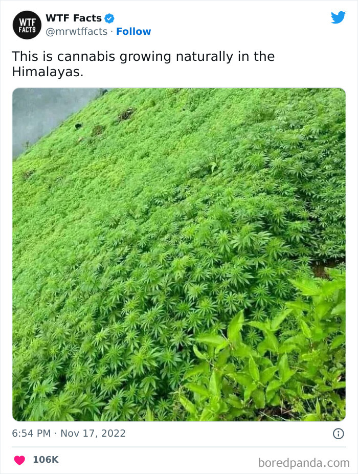 Interesting-Random-Facts