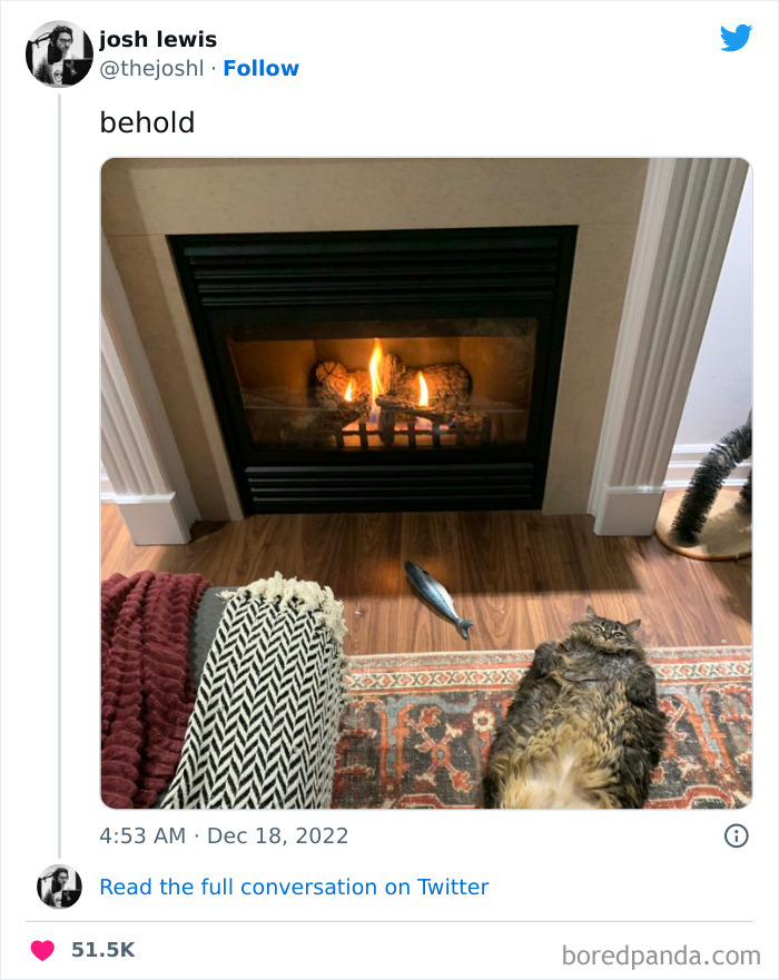 Funny-Cat-Tweets-Jokes