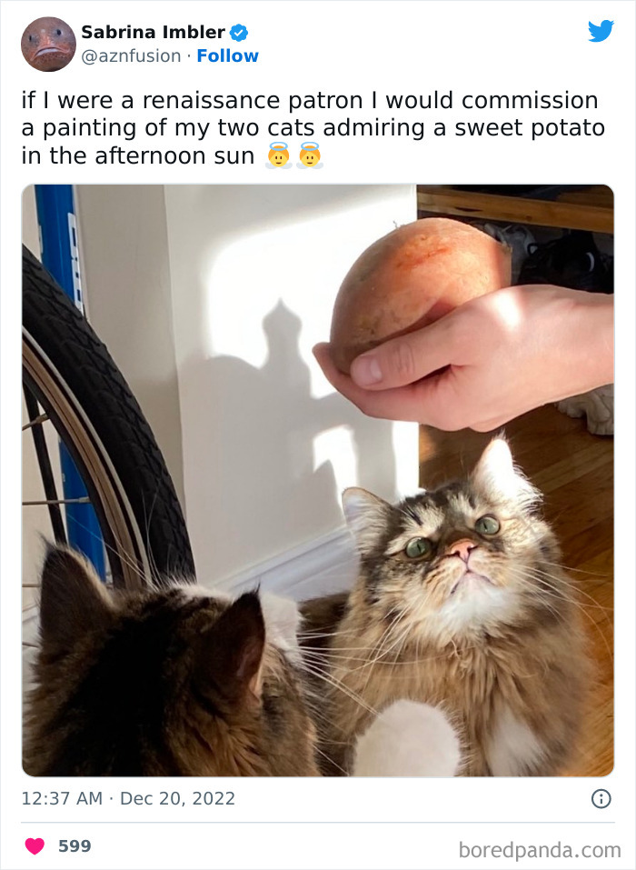 Funny-Cat-Tweets-Jokes