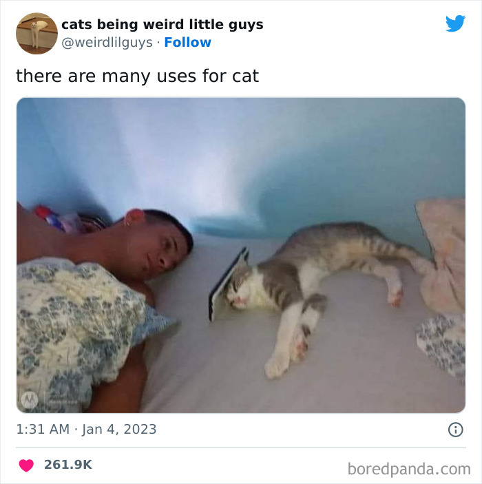 Funny-Cat-Tweets-Jokes