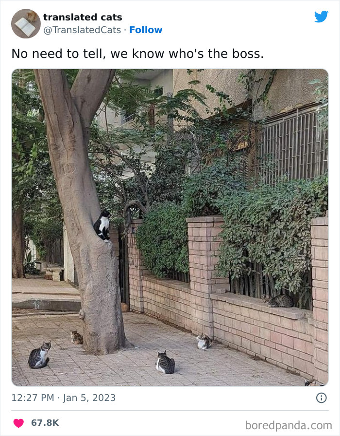 Funny-Cat-Tweets-Jokes