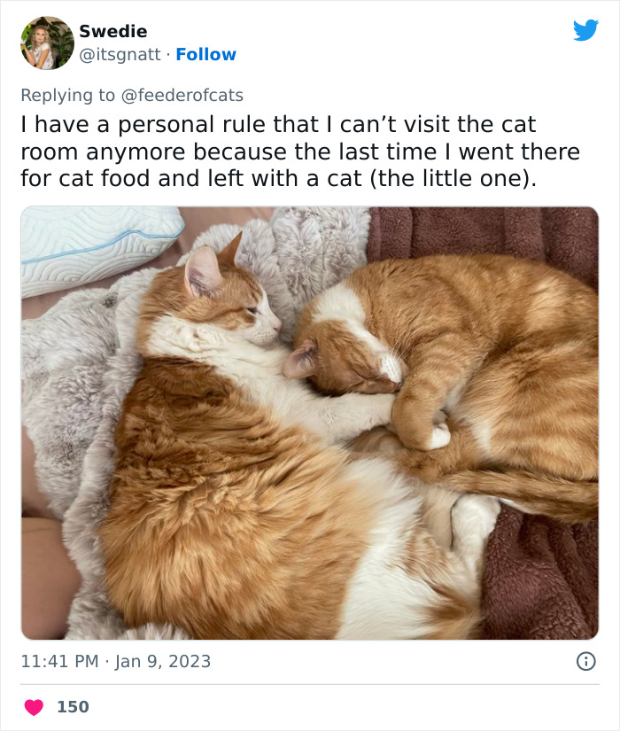 Wholesome Story Of A Boy Whispering His Address To A Cat At The Pet Store Because His Mom Said No, Goes Viral Capturing The Hearts Of Over 200k Twitter Users Wholesome Story Of A Boy Whispering His Address To A Cat At The Pet Store Because His Mom Said No, Goes Viral Capturing The Hearts Of Over 200k Twitter Users