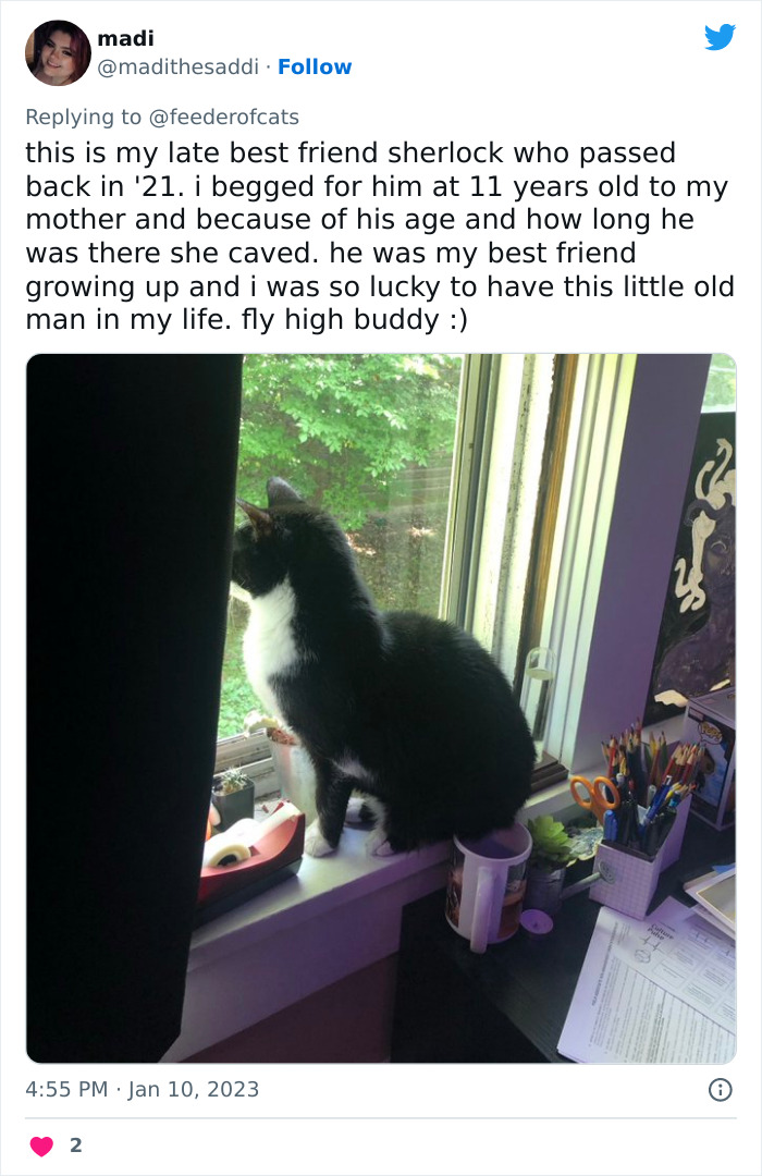 Wholesome Story Of A Boy Whispering His Address To A Cat At The Pet Store Because His Mom Said No, Goes Viral Capturing The Hearts Of Over 200k Twitter Users Wholesome Story Of A Boy Whispering His Address To A Cat At The Pet Store Because His Mom Said No, Goes Viral Capturing The Hearts Of Over 200k Twitter Users