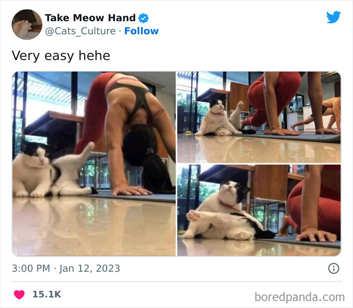 Funny-Cat-Tweets-Jokes