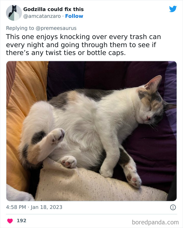 Biggest-Crimes-Committed-By-Cats