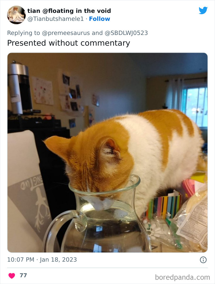 Biggest-Crimes-Committed-By-Cats