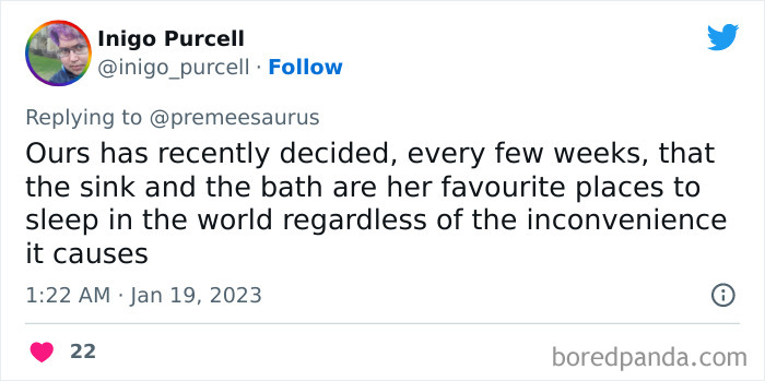 Biggest-Crimes-Committed-By-Cats