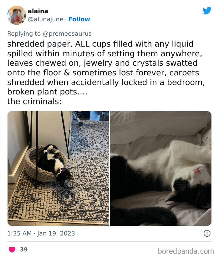 Biggest-Crimes-Committed-By-Cats