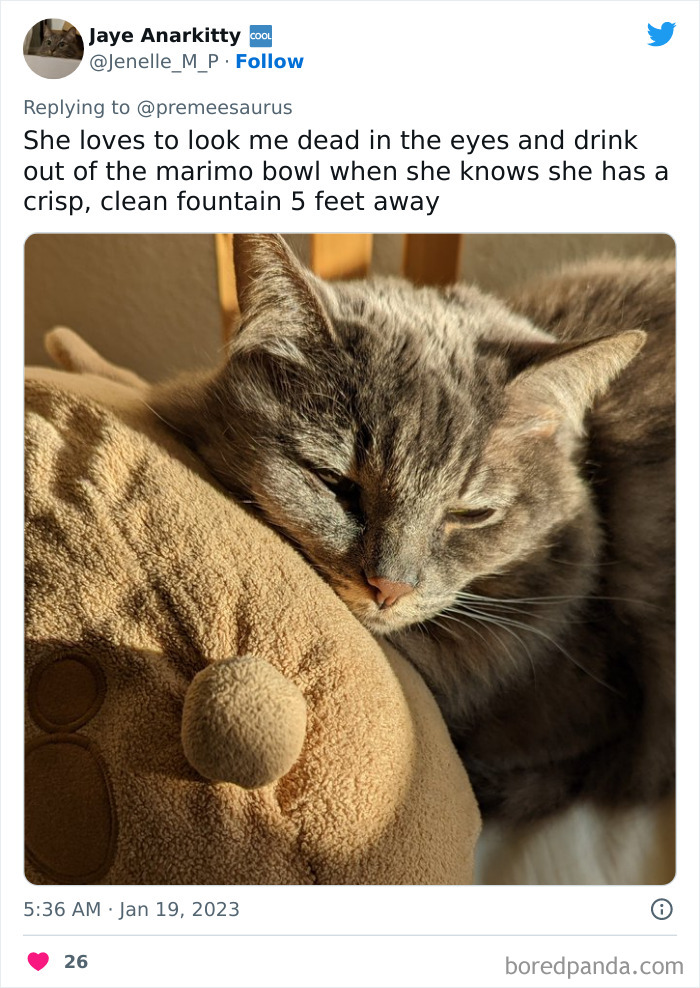 Biggest-Crimes-Committed-By-Cats