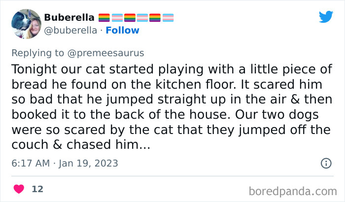 Biggest-Crimes-Committed-By-Cats