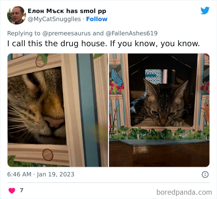 Biggest-Crimes-Committed-By-Cats