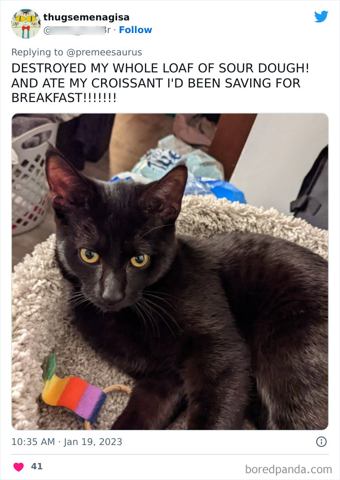 Biggest-Crimes-Committed-By-Cats