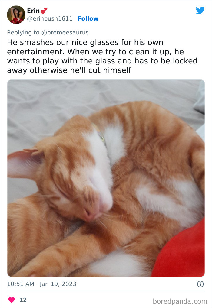 Biggest-Crimes-Committed-By-Cats