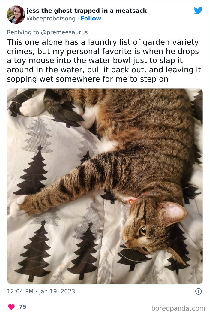 Biggest-Crimes-Committed-By-Cats