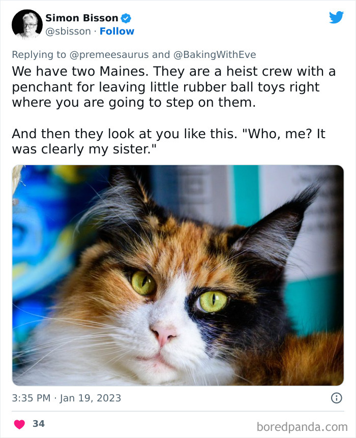 Biggest-Crimes-Committed-By-Cats