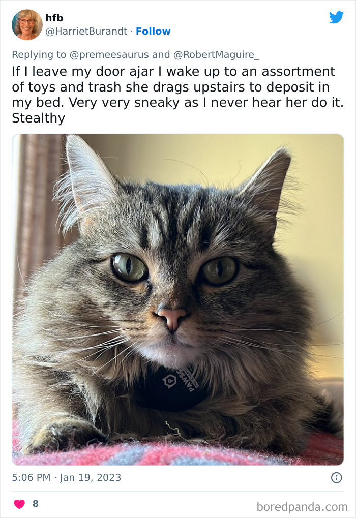 Biggest-Crimes-Committed-By-Cats