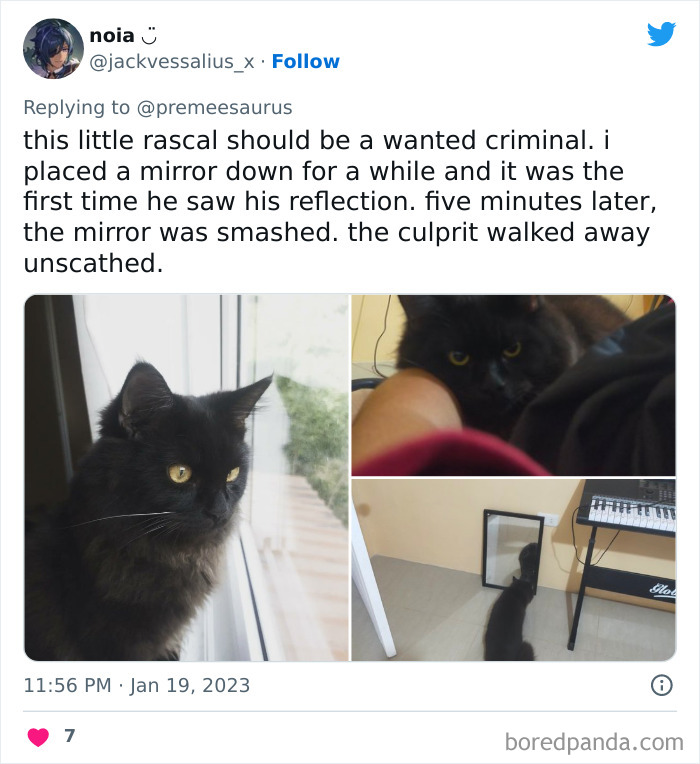 Biggest-Crimes-Committed-By-Cats