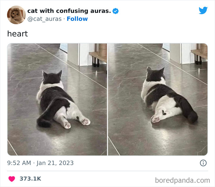 Funny-Cat-Tweets-Jokes
