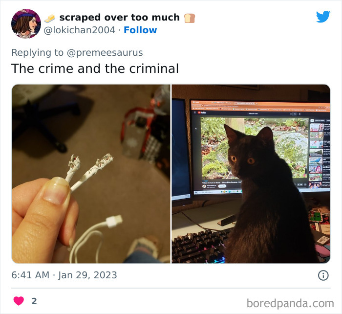 Biggest-Crimes-Committed-By-Cats