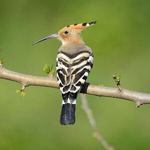 zselyke_szekely avatar