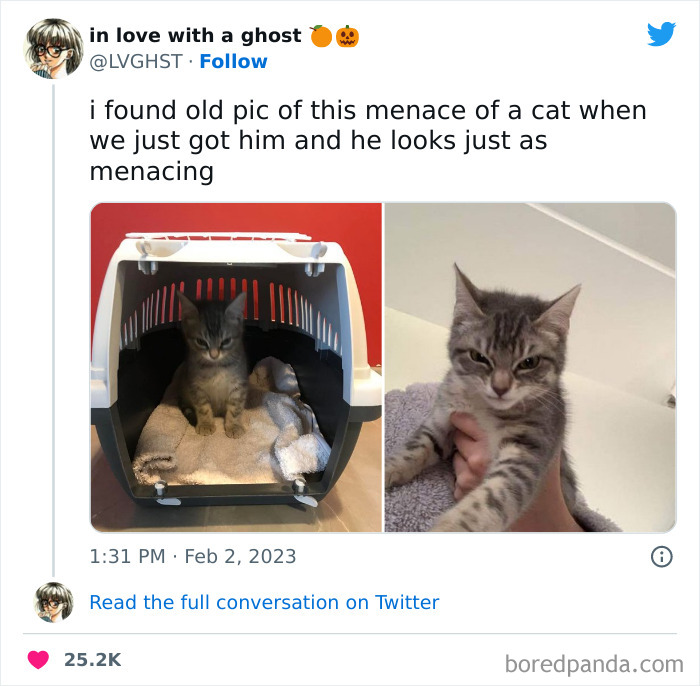 Funny-Cat-Tweets-Jokes