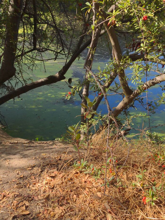 Walk Along Hidden Lakes, Martinez, Ca
