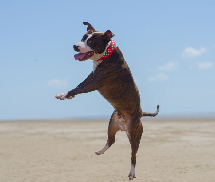 Man Never Wanted A Dog But Allowed His Wife And Kids To Have One As Long As They Took Care Of It, Gets Called A Jerk For Calling Out Their Neglect