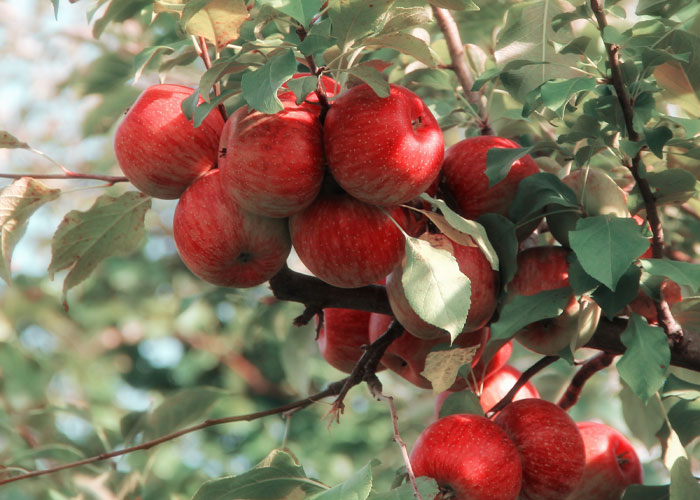 30 People Share Unexpected Food Facts That May Satisfy Your Appetite For Knowledge