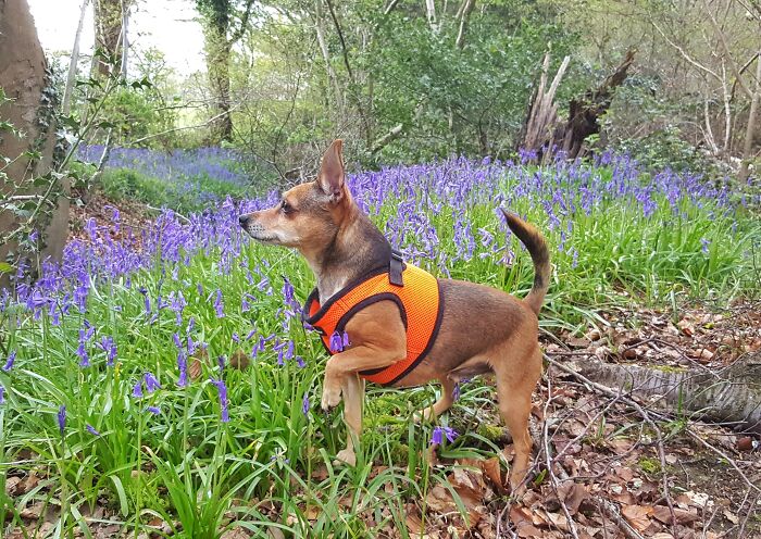 Nacho On A Spring Walk