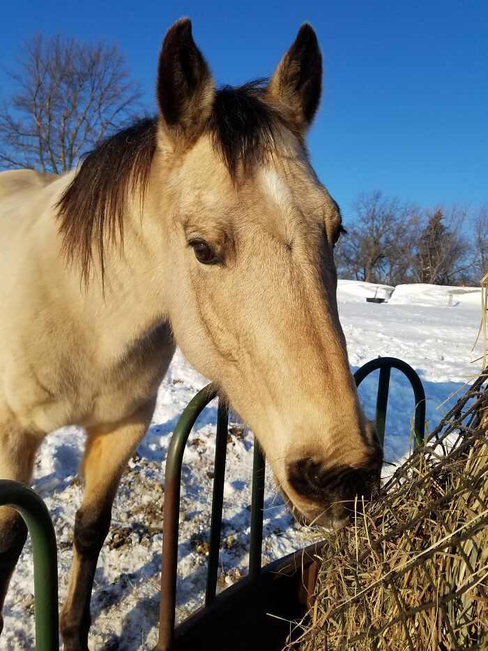 My Best Friend For Seven Years. His Name Is Spirit, But He Came Before The Movie. He's The Original :)