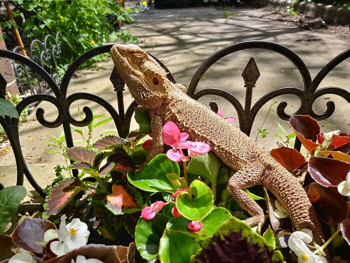 Dylan The Bearded Dragon Being Majestic As F***