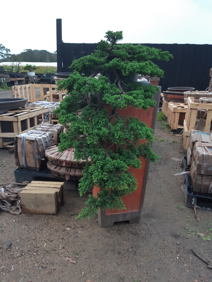 My Bonsai (Has Now Been Sold)