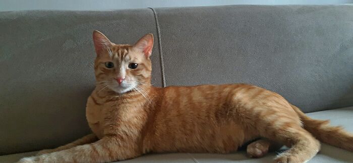 As An Egyptian Prince